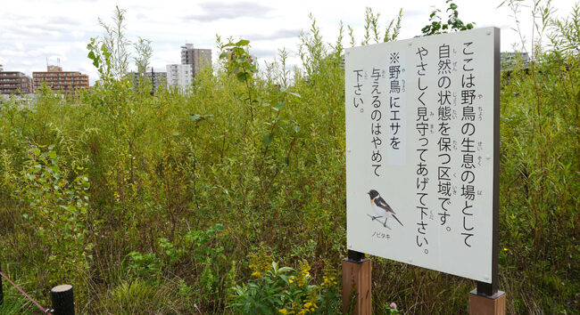 豊平川の野鳥観察と季節の景色
