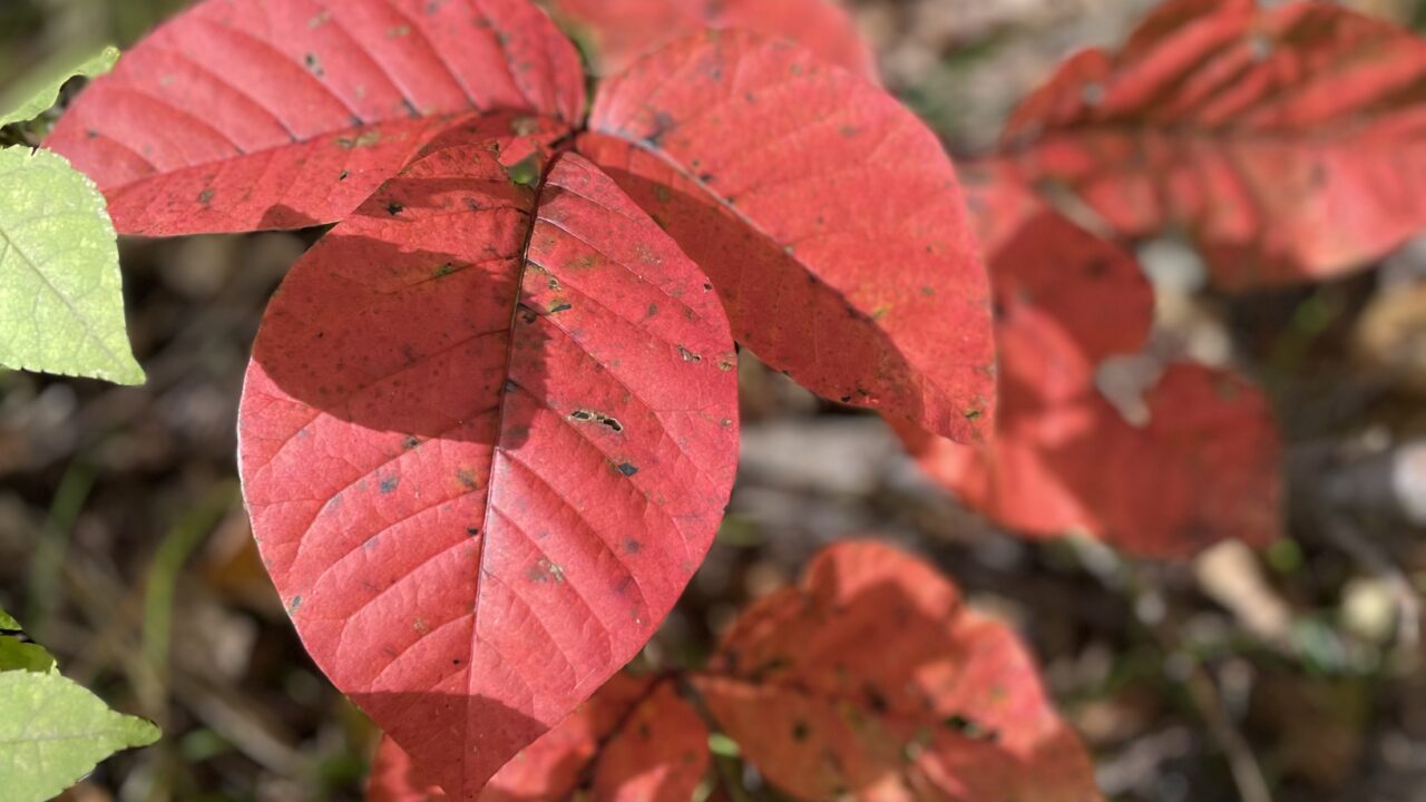 登山中は漆(うるし)の葉にも要注意