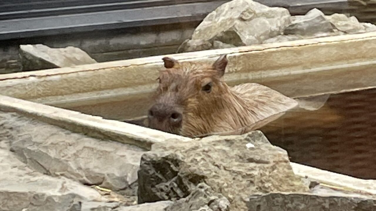 一点を見つめるカピバラ