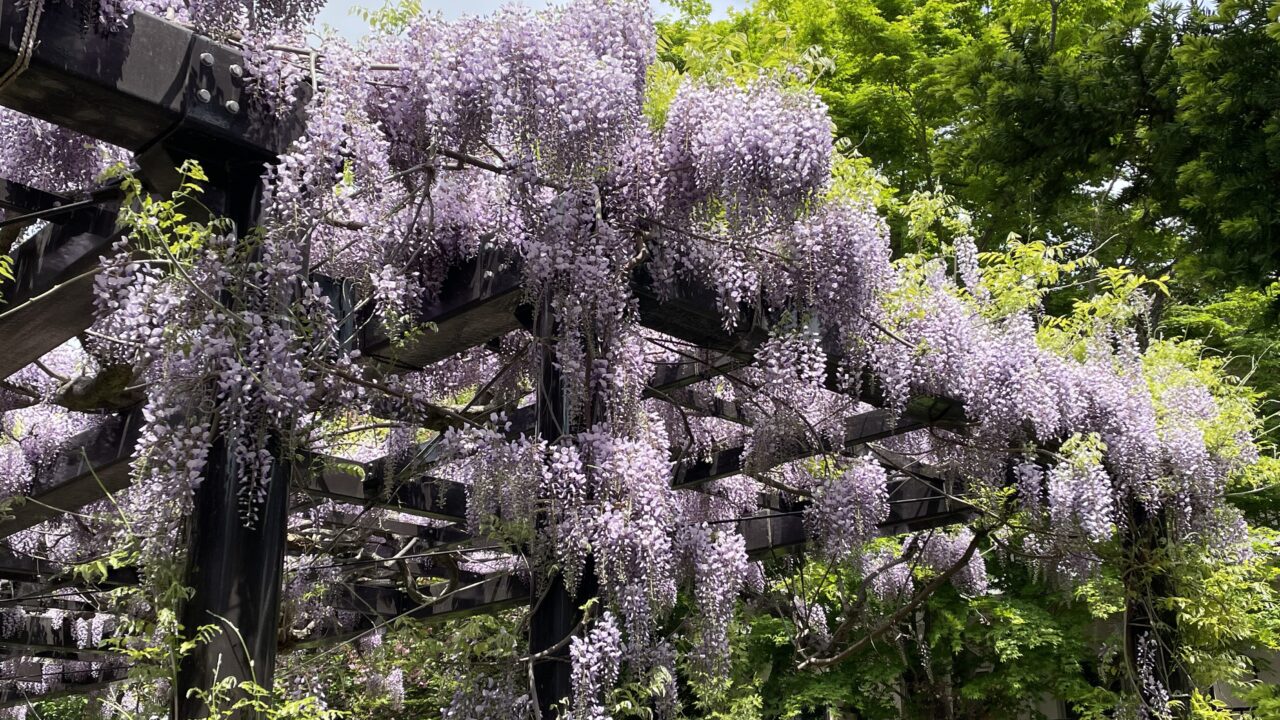 天神藤を満喫する春の花さんぽ