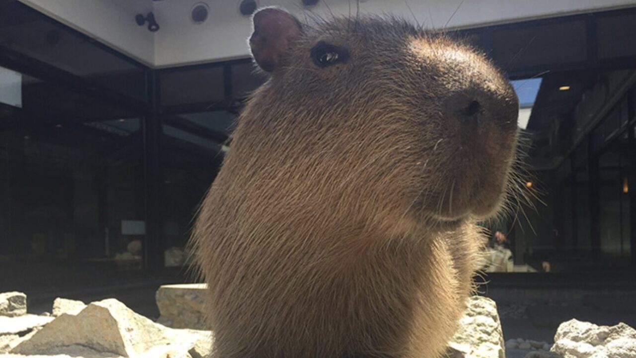石狩の温泉 番屋の湯でカピバラと過ごす癒しのひととき