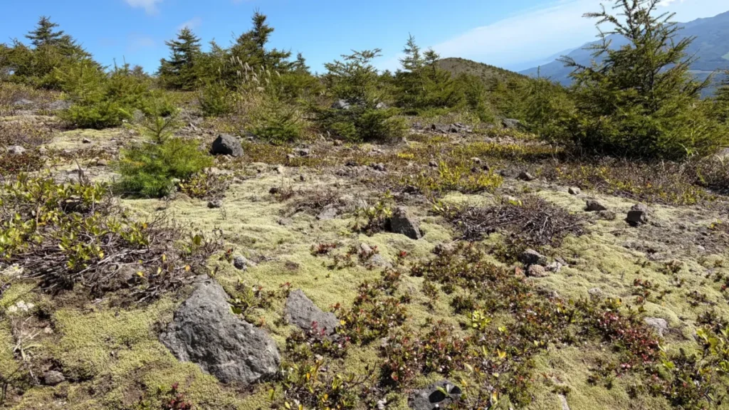北海道駒ヶ岳の登山道沿いに広がる緑色の苔
