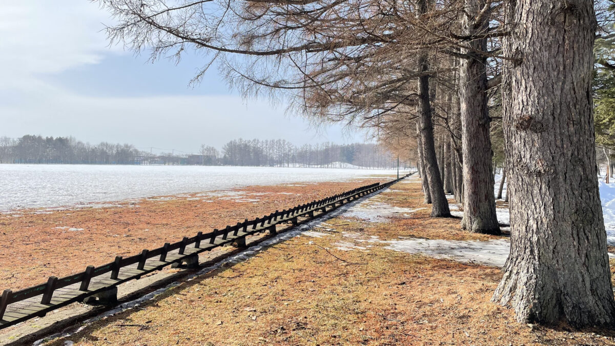 緑ヶ丘公園の雪原と木々が続く冬の散策路